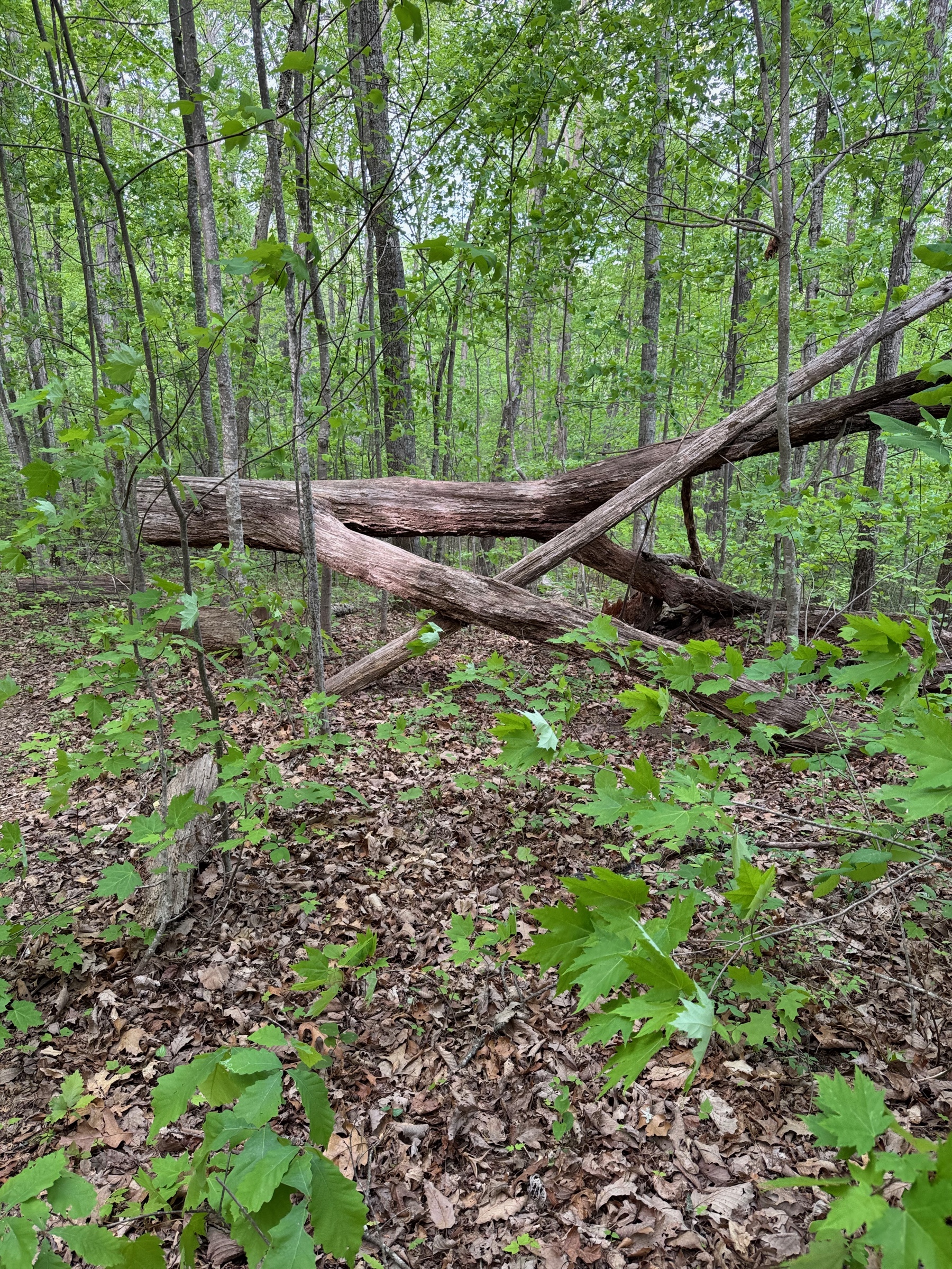 Fallen timber and new growth in Midwest woods